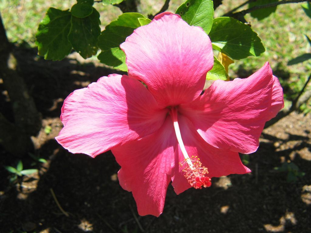 Sunhaven Beach Bungalows (Adults Only) Rarotonga Extérieur photo
